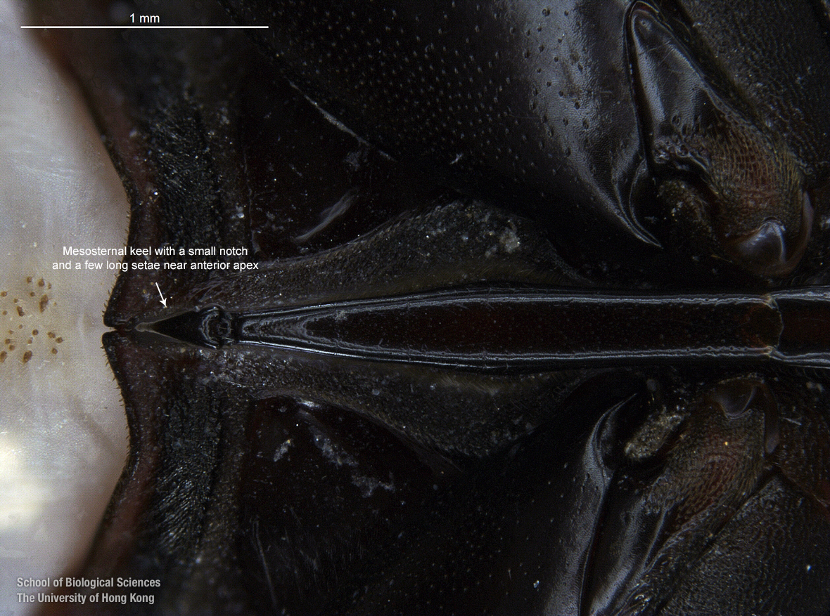 Mesosternum keel close up